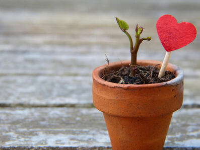 Heart and seedling in flower pot